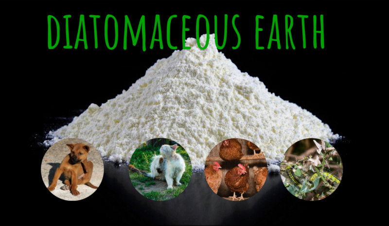 Diatomaceous earth 