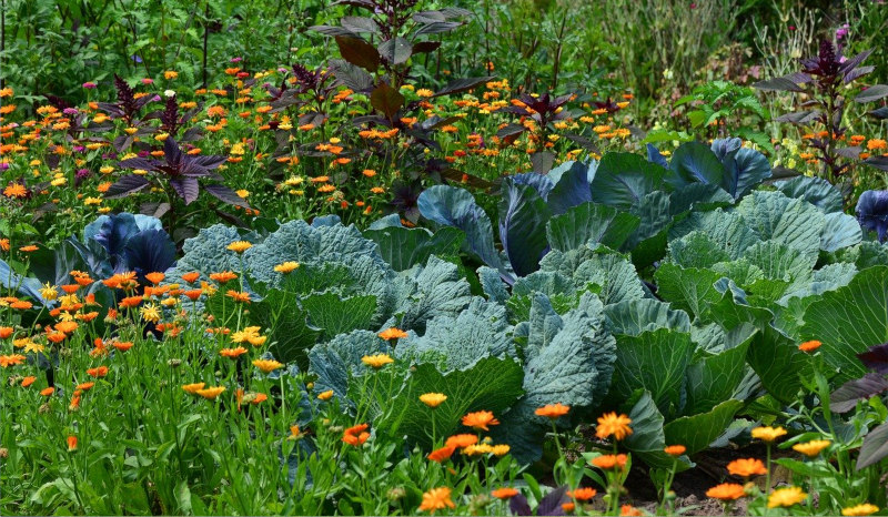 Garden & vegetable patch